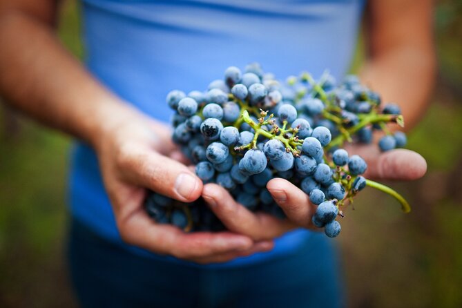 Small-Group Giant Redwoods and Russian River Wine Country Trip - Picnic Lunch in Santa Rosa