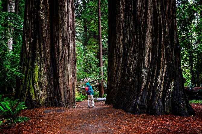 Small-Group Giant Redwoods and Russian River Wine Country Trip - Transportation and Accessibility