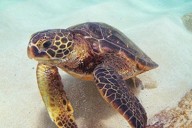 Small Group Grand Circle Island Tour Includes FREE Snorkeling With the Turtles - Snorkeling With Sea Turtles