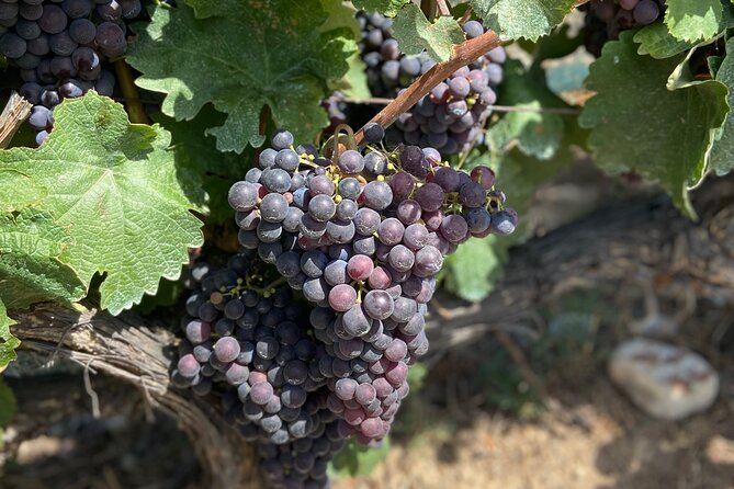 Small Group Guided E-bike Tour in Nices Organic Vineyard - Whats Included