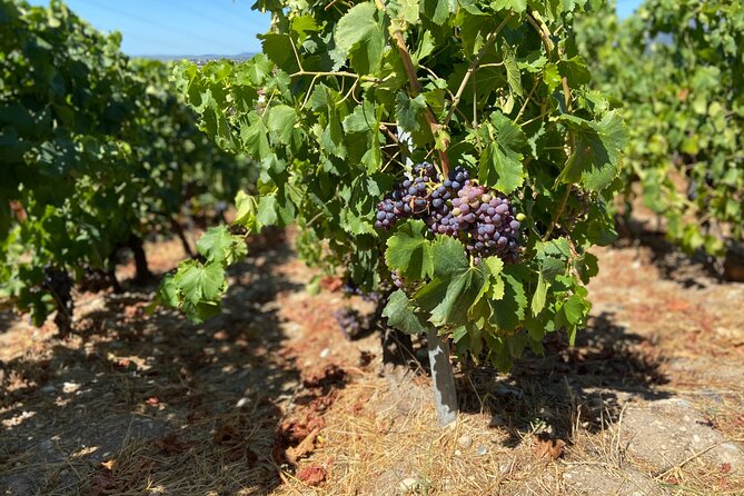 Small Group Guided E-bike Tour in Nices Organic Vineyard - Winery Exploration