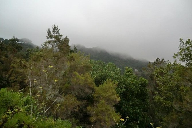 Small Group Guided Hiking in Anaga Rural Park in Tenerife - Guided Hike Through Laurel Forest