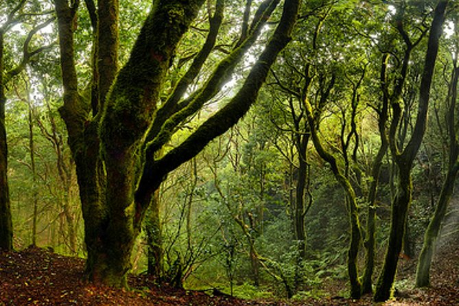 Small Group Guided Hiking in Anaga Rural Park in Tenerife - Additional Important Information