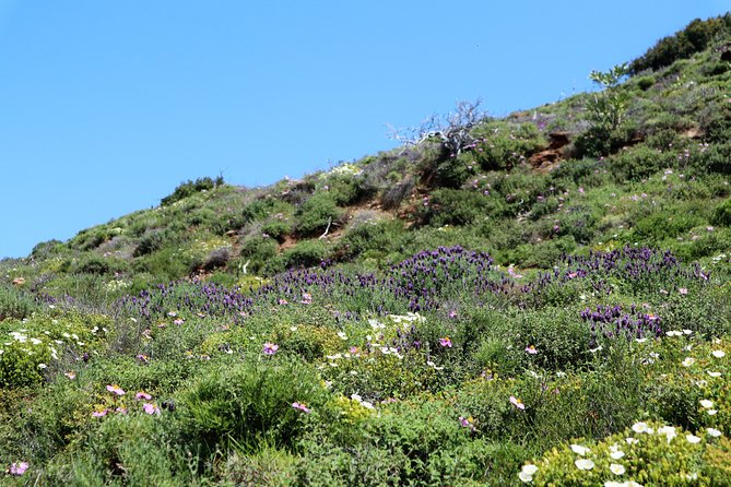 Small-Group Guided Hiking Tour in Andros With Picnic on the Beach - Small-Group Experience