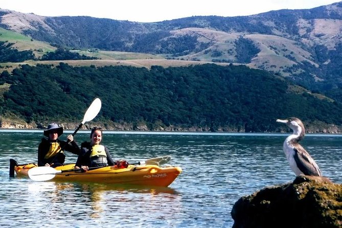 Small Group Guided Sea Kayaking in Akaroa Marine Reserve - Participant Requirements