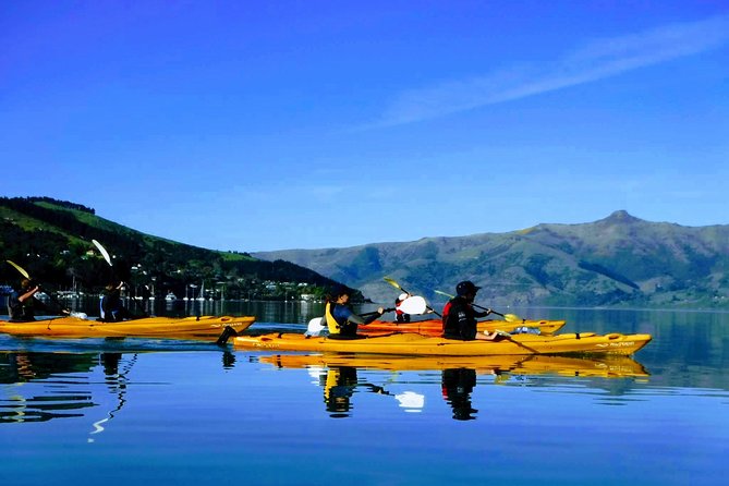 Small Group Guided Sea Kayaking in Akaroa Marine Reserve - Wildlife Spotting Opportunities