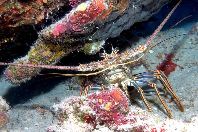 Small Group Guided Shore Dives in St. Andrews State Park, Florida - Timing and Schedule