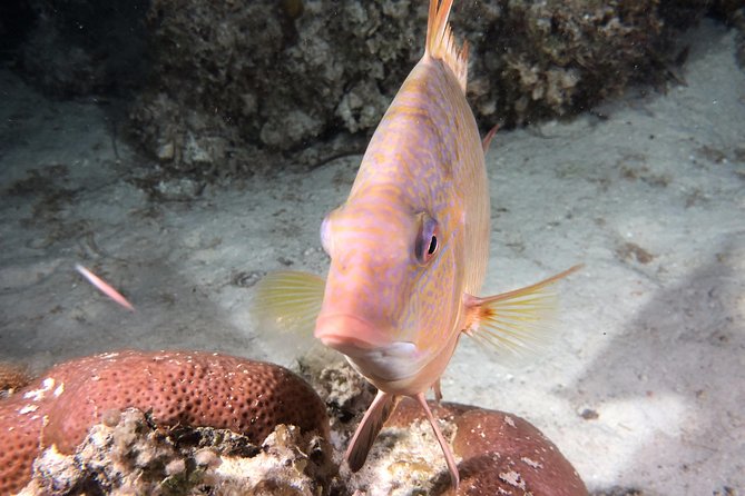 Small Group Guided Shore Dives in St. Andrews State Park, Florida - Accessibility and Traveler Considerations