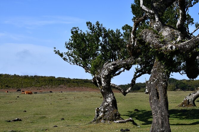 Small Group Guided Sightseeing Tour Visit to Fanal - Reviews and Ratings