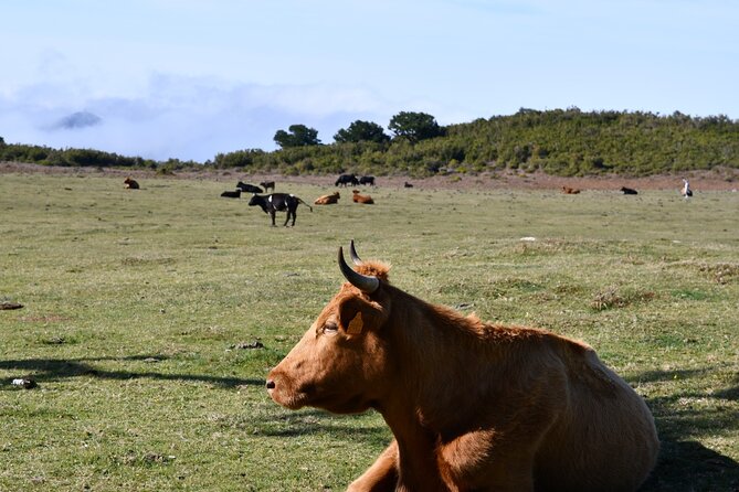 Small Group Guided Sightseeing Tour Visit to Fanal - Customer Experience