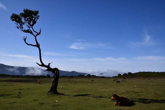 Small Group Guided Sightseeing Tour Visit to Fanal - Fascinating Fanal Forest