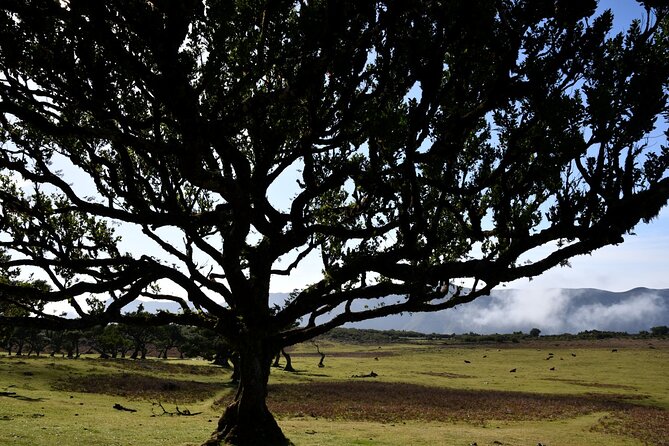 Small Group Guided Sightseeing Tour Visit to Fanal - Memorable Guided Tour