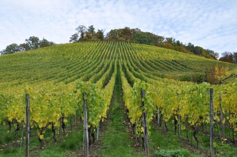 Small Group Guided Tour Champagne by Van Meet Local Producer - Key Points