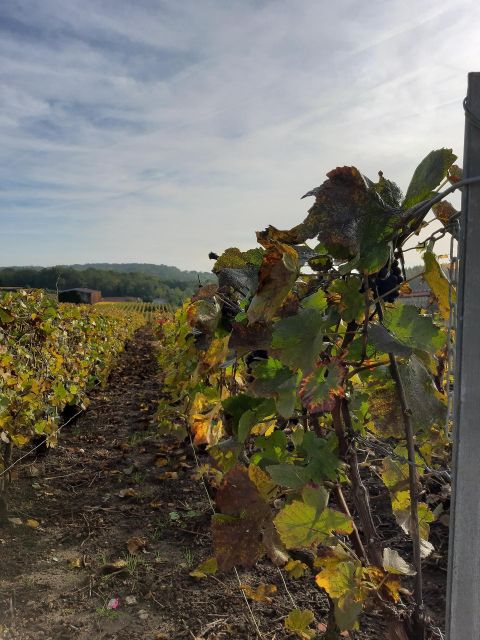 Small Group Guided Tour Champagne by Van Meet Local Producer - Champagne Winery Visit