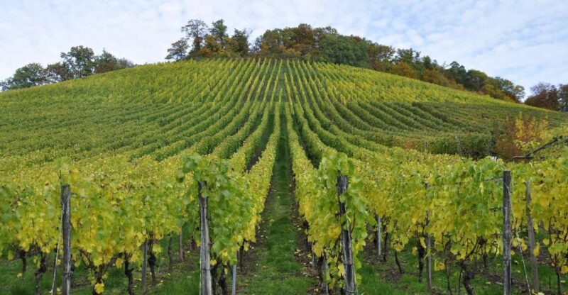 Small Group Guided Tour Champagne by Van Meet Local Producer - Picturesque Countryside Drive