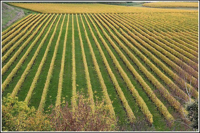 Small Group - Half-Day Hawke's Bay Winery Tour - The Mid-Morning & Lunch Stops