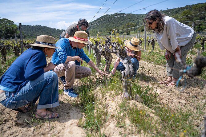 Small-Group Half-Day Languedoc Pic Saint-Loup Wine Tour From Montpellier - Explore Languedoc Vineyards