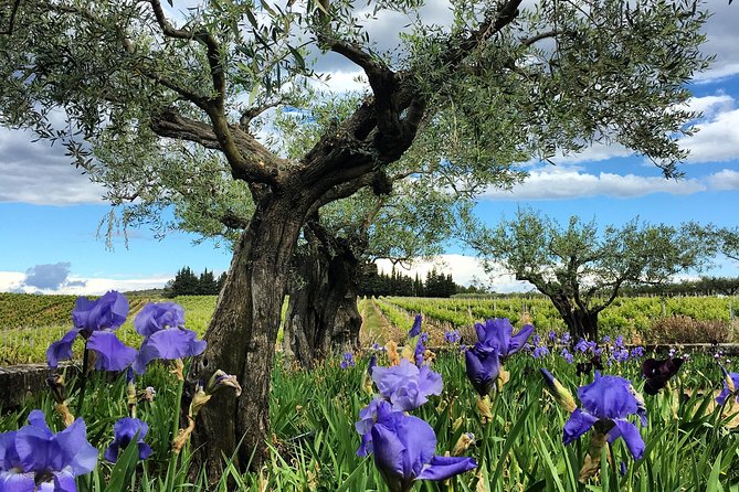 Small-Group Half-Day Languedoc Wine and Olive Tour From Montpellier - Itinerary Highlights