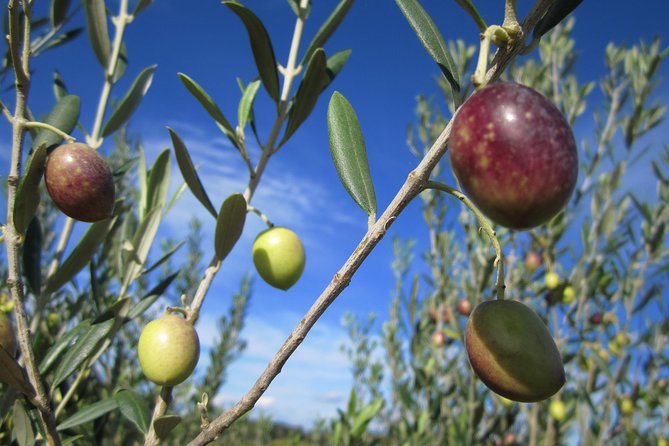 Small-Group Half-Day Languedoc Wine and Olive Tour From Montpellier - Inclusions