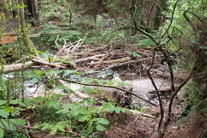 Small-Group Half-Day Muir Woods and Sausalito Afternoon Tour - Narrated Photo Stop