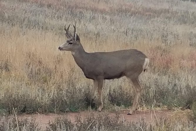 Small-Group Half-Day Tour Foothills of the Rockies From Denver - Itinerary: Buffalo Bill Museum