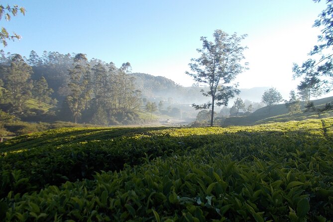 Small-Group Half Day Trekking in Munnar With Breakfast - Group Size and Exclusivity