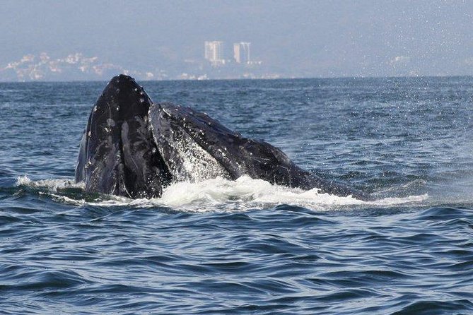Small-Group Half-Day Whale-Watching Tour in Puerto Vallarta - Minimum Number of Travelers