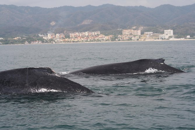 Small-Group Half-Day Whale-Watching Tour in Puerto Vallarta - Additional Tour Highlights