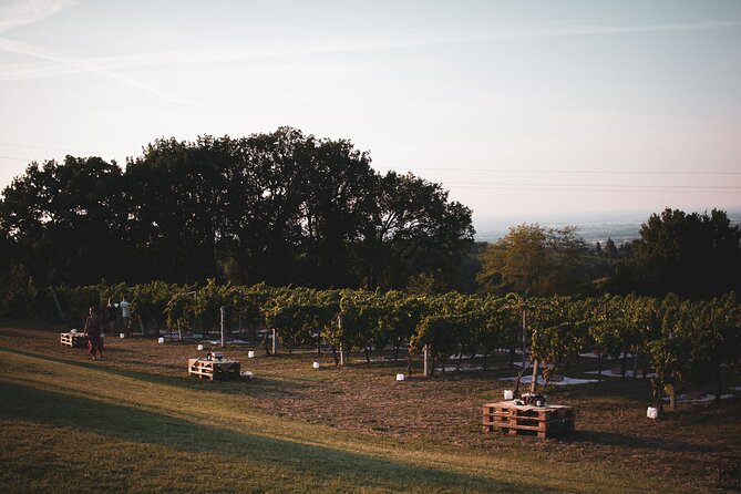 Small-Group Half-Day Wine Tour With Tasting in Dozza Village - Guest Reviews and Feedback