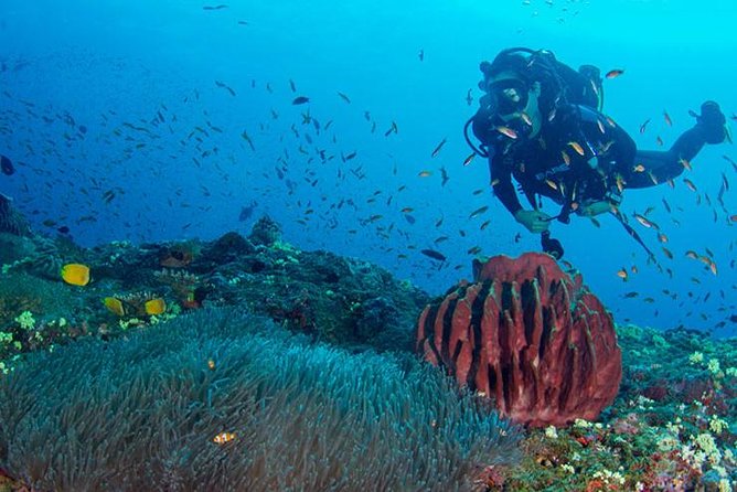 Small-Group Havelock Island Discover Scuba Diving Experience - Key Points