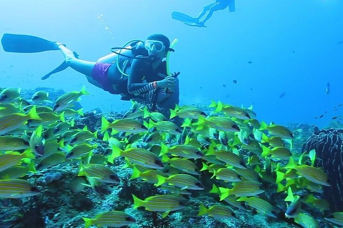 Small-Group Havelock Island Discover Scuba Diving Experience - Discover Scuba Diving Basics