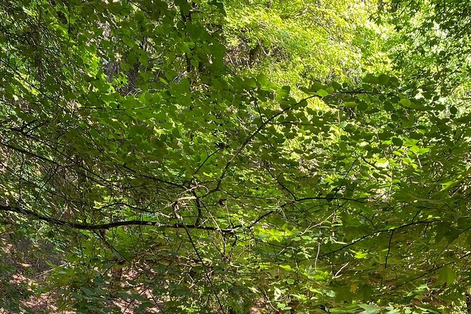 Small Group Hiking to Rhodes Butterfly Valley - Activity and Fitness Level