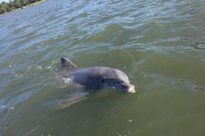 Small Group Hilton Head Morning Dolphin and Donut Cruise - An In-Depth Look at the Hilton Head Dolphin and Donut Tour
