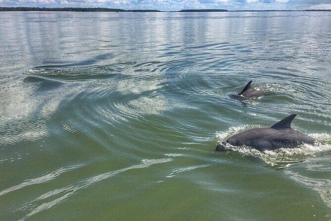 Small Group Hilton Head Morning Dolphin and Donut Cruise - The Sum Up