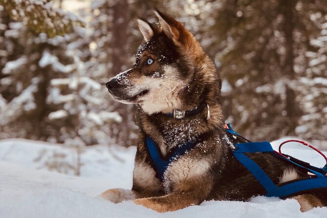 Small-Group Husky Mushing Experience in Rovaniemi - Included in the Tour