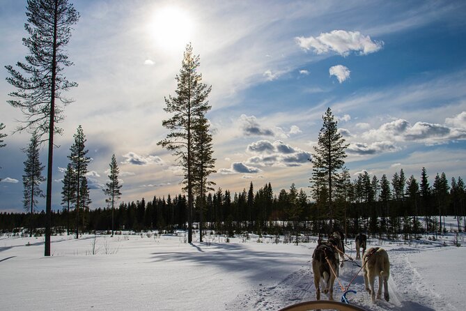 Small-Group Husky Mushing Experience in Rovaniemi - Cancellation Policy
