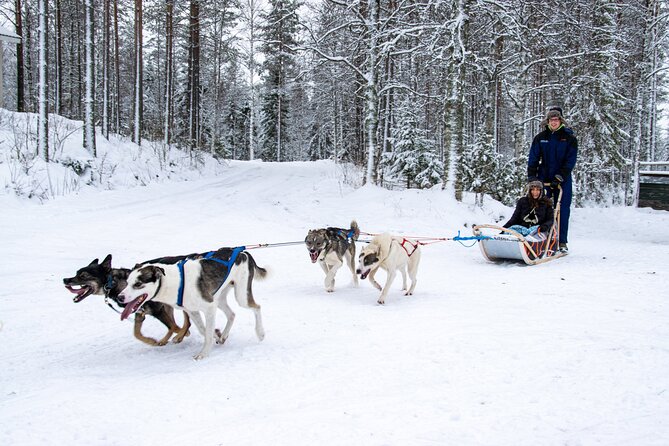 Small-Group Husky Mushing Experience in Rovaniemi - Cozy Finnish Cabin