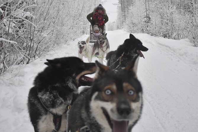 Small-Group Husky Mushing Experience in Rovaniemi - Location and Transportation