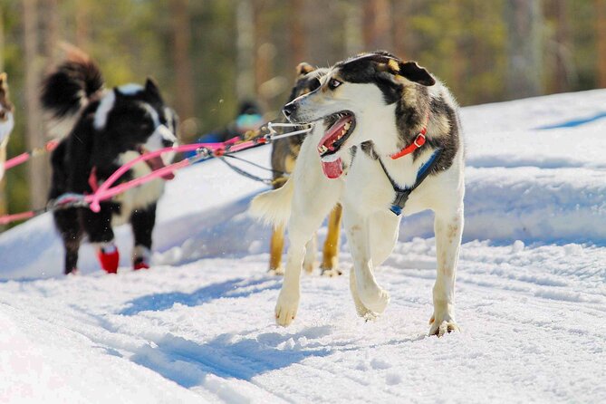Small-Group Husky Mushing Experience in Rovaniemi - Travelers Reviews