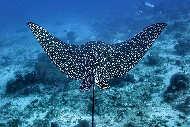Small-Group Introductory Scuba Dive in Cozumel - Inclusions and Requirements