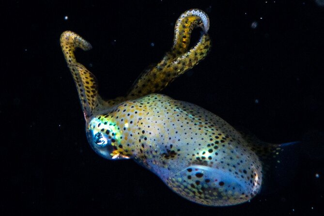 Small-Group Introductory Scuba Dive in Cozumel - Instructor Professionalism and Safety