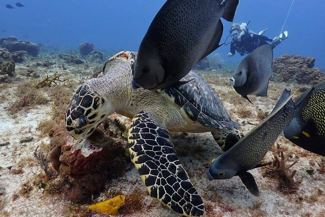 Small-Group Introductory Scuba Dive in Cozumel - Reef and Overall Experience