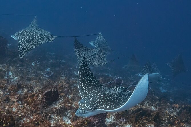 Small-Group Introductory Scuba Dive in Cozumel - Confirmation and Participation