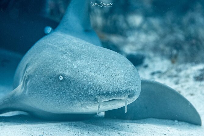 Small-Group Introductory Scuba Dive in Cozumel - Frequently Asked Questions