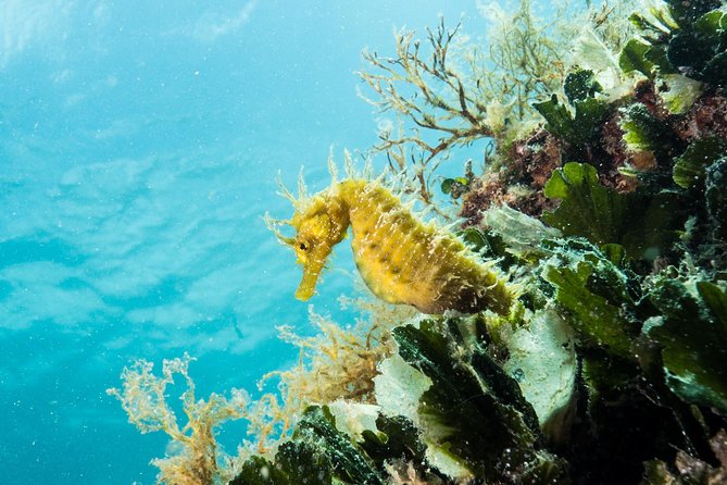 Small-Group Introductory Scuba Diving in Pula - Dive Highlights and Marine Life