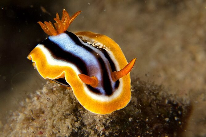Small-Group Introductory Scuba Diving in Pula - Reviews and Traveler Feedback