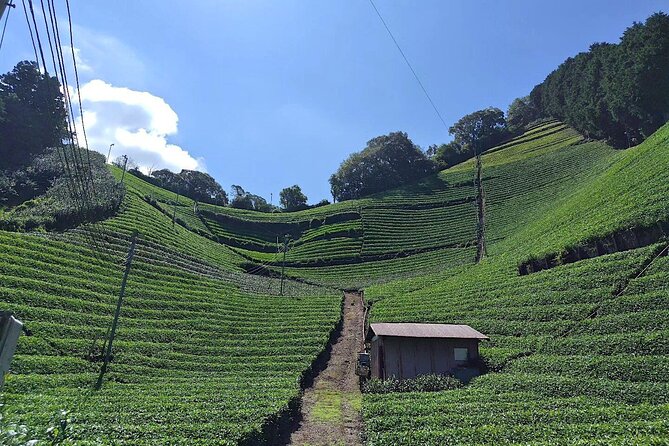 Small Group Japanese Green Tea Tasting in Shizuoka - Meeting and Pickup Details