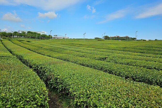 Small Group Jeju Private Full-Day Tour of East and South and West - Pickup and Drop-off