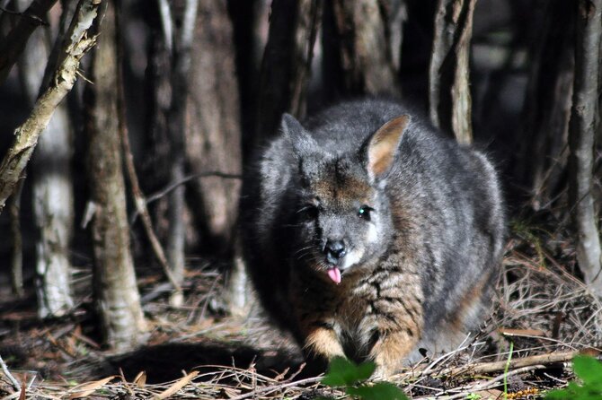 Small Group Kangaroo Island Evening and Night Tour - Meeting and Ending Point