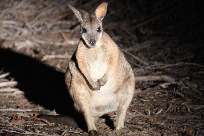 Small Group Kangaroo Island Evening and Night Tour - Confirmation and Availability